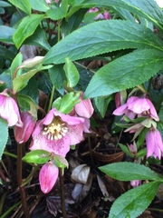 Helleborus