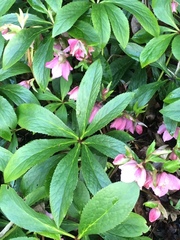 Helleborus
