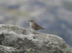 Cinclodes comechingonus