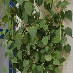 Philodendron hederaceum hederaceum