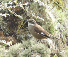 Cinclodes olrogi