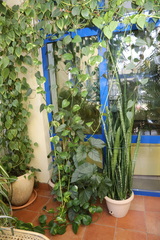 Philodendron hederaceum hederaceum