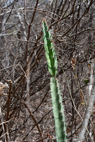 Acanthocereus chiapensis, photograph 4