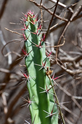 Acanthocereus chiapensis, photograph 3