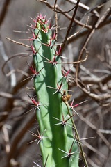 Acanthocereus chiapensis