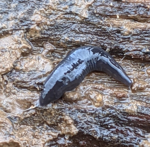 Donkere landplatworm, photo 4 of 10