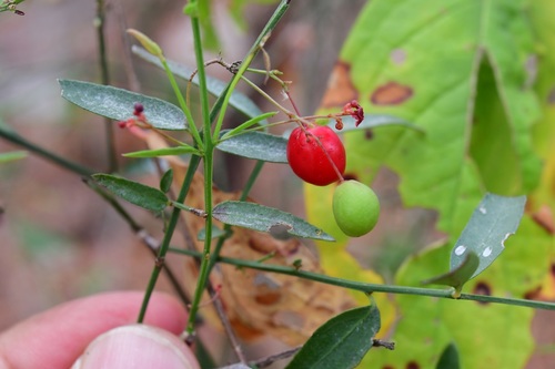 Crossopetalum uragoga (Crossopetalum uragoga)