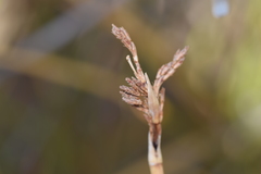 Pseudoschoenus inanis