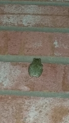 Hyla chrysoscelis
