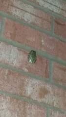 Hyla chrysoscelis