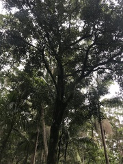 Cryptocarya microneura