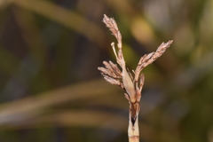 Pseudoschoenus inanis