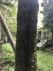 Cryptocarya microneura