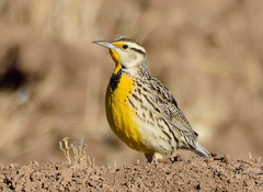 Sturnella magna lilianae