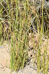 Pseudoschoenus inanis