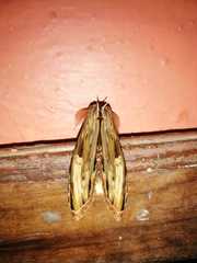 Truncaptera meridionalis