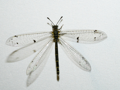 Bandidus canifrons