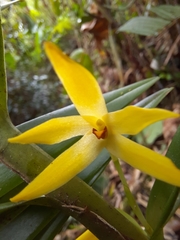 Image of Maxillaria tonduzii