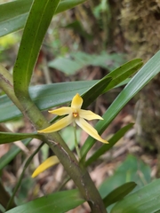 Maxillaria tonduzii