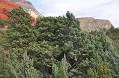 Cupressus glabra