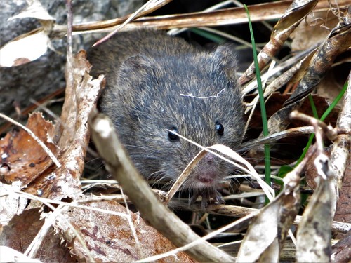 Western Meadow Vole