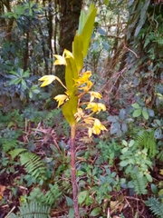 Maxillaria tonduzii