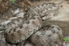 Vipera aspis zinnikeri