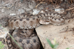 Vipera aspis zinnikeri