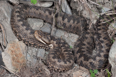 Vipera aspis zinnikeri