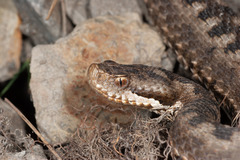 Vipera aspis zinnikeri