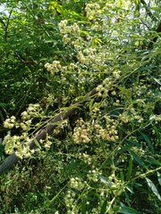 Baccharis punctulata