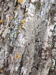 Phaeophyscia squarrosa