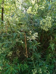 Baccharis punctulata