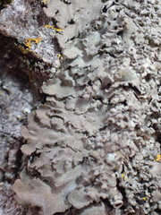 Phaeophyscia squarrosa