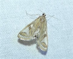 Strepsinoma foveata