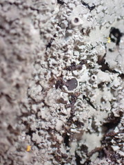 Phaeophyscia squarrosa