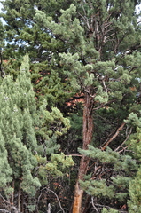 Cupressus glabra