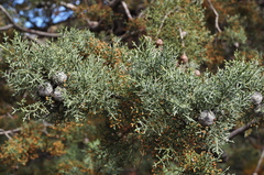 Cupressus glabra