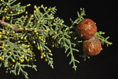 Cupressus glabra