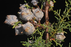 Cupressus glabra