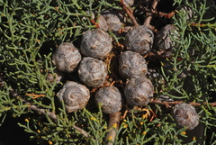 Cupressus glabra