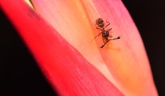 Cyrtodiopsis dalmanni