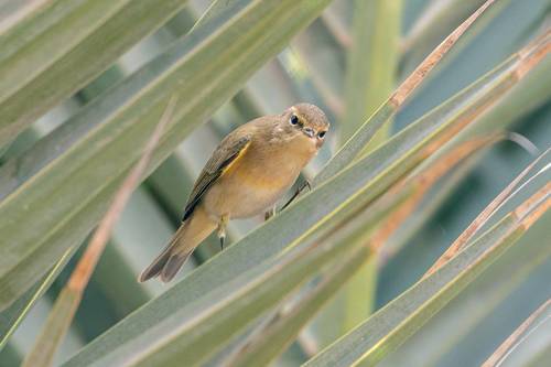Mosquitero común (Phylloscopus collybita)