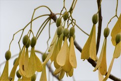 Gyrocarpus mocinoi