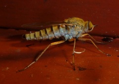 Pandivirilia
