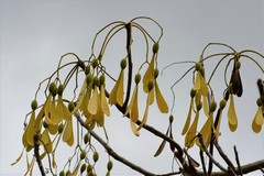 Gyrocarpus mocinoi