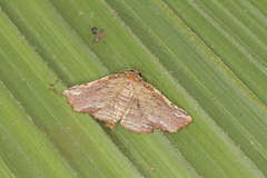 Diagrapta lignaria