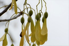 Gyrocarpus mocinoi