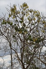 Gyrocarpus mocinoi