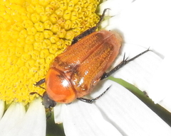 Leucocelis rubra